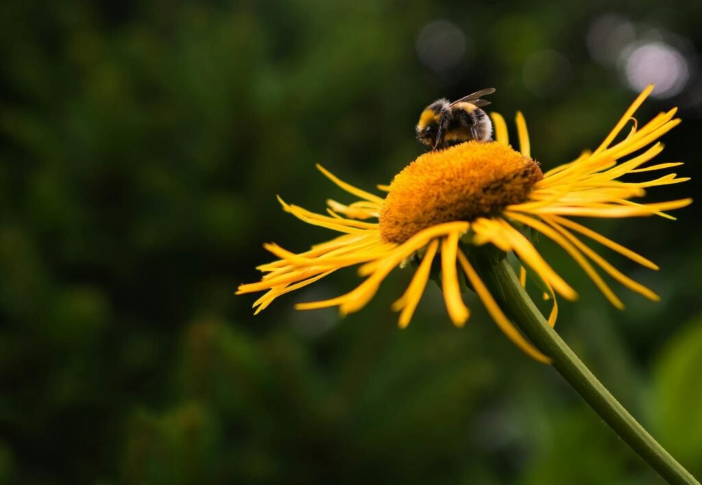 Macro shot of a bumblebee gathering nectar on a vibrant yellow flower, showcasing nature's beauty.